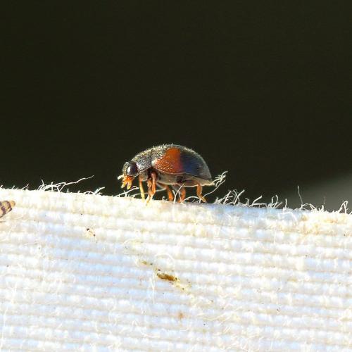 Réf. 270 090 : Scymnus interruptus